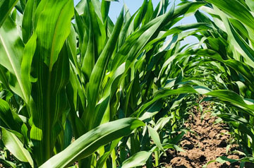 2024年玉米重大病蟲害防控技術方案