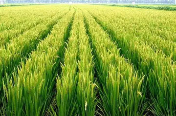 2024年水稻重大病蟲害防控技術方案