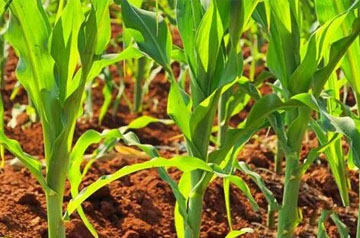 2024年玉米春耕春播技術意見