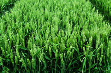 小麥“三病一蟲”防控技術要點