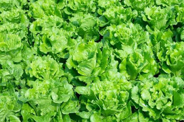 北方春季蔬菜生產管理技術指導意見