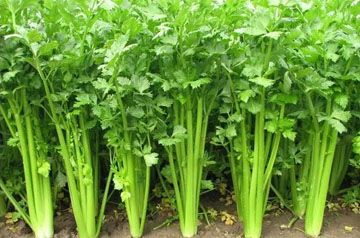 2024年芹菜病蟲害綠色防控技術方案