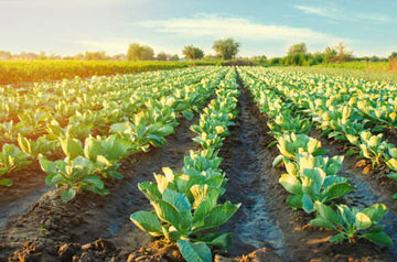 2024年蔬菜薊馬綠色防控技術方案