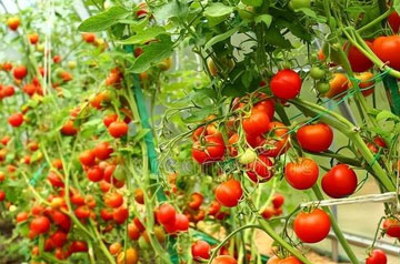 2024年番茄潛葉蛾綠色防控技術方案