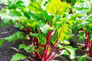 2024年甜菜春季生產技術指導意見