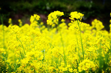 長江中下游油菜中后期應對連陰雨技術意見