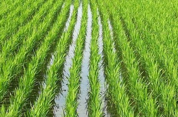 2024年東北水稻育插秧技術意見