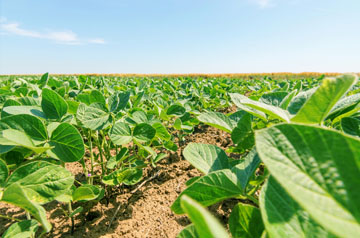 2024年東北地區大豆春播技術意見