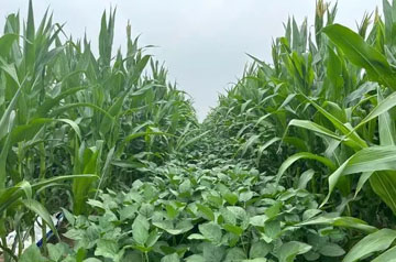 2024年大豆玉米帶狀復合種植田雜草防治技術指導意見