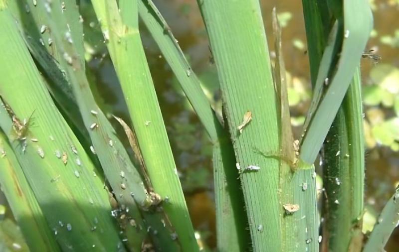 農技專家：早造水稻警惕稻飛虱