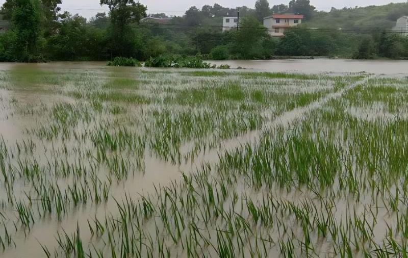 當前南方早稻應對陰雨洪澇技術意見