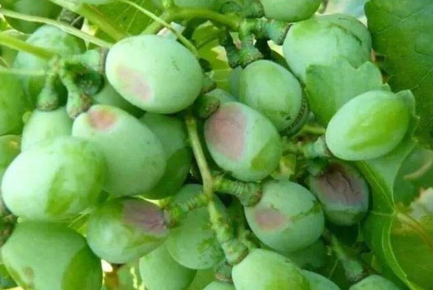 葡萄氣灼病要怎么防治好？