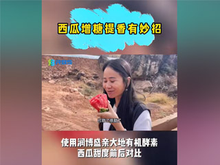 西瓜增糖提香有妙招，使用潤博盛親大地有機酵素，西瓜甜度前后對比