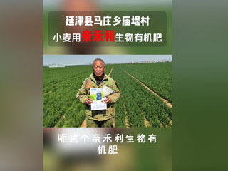 小麥使用親禾利生物有機肥，延津縣馬莊鄉廟堤村農戶感言