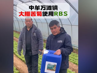 大棚苦菊使用RBS微生物菌劑 中牟縣萬灘鎮農戶使用感言