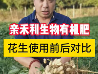 花生大田使用生物有機肥前后對比 河南省遂平縣張莊鄉使用前后對比