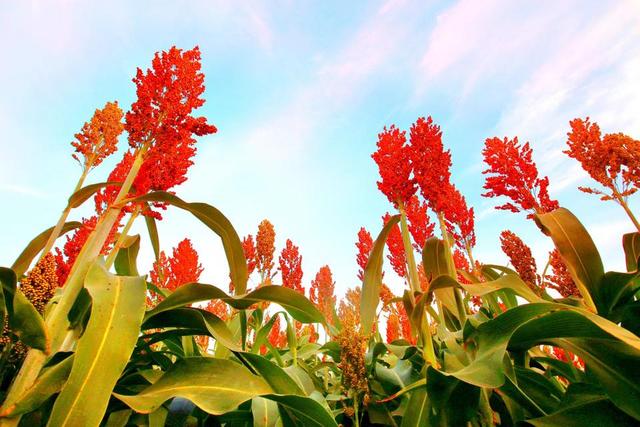 2024年高粱生產技術指導意見