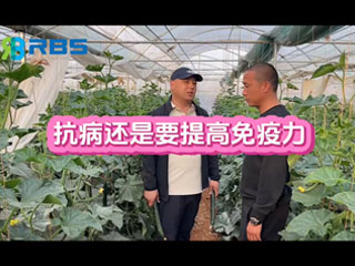 大棚黃瓜抗病還是要提高免疫力，云南元謀縣農戶使用感言
