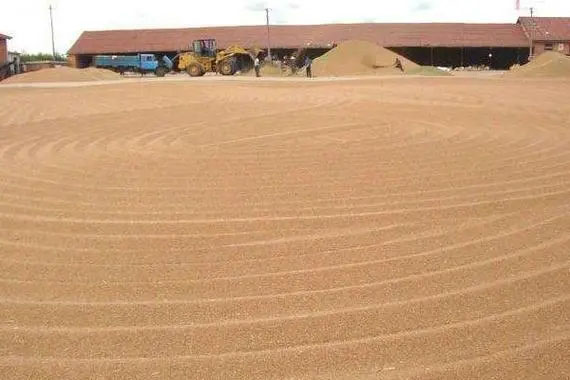 連綿陰雨天小麥收割后怎么防芽、防霉變