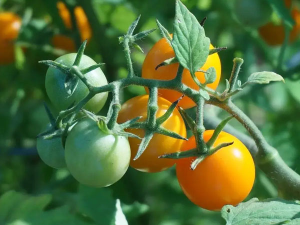 2024年番茄潛葉蛾綠色防控技術方案