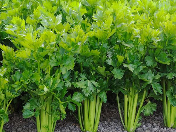 豇豆、芹菜、韭菜主要病蟲害綠色防控技術要點