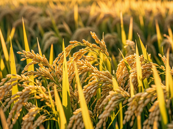 當前水稻抗洪澇促恢復生長技術意見