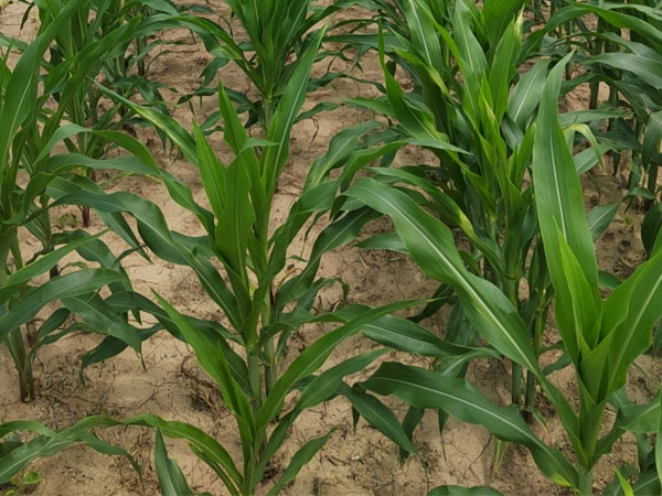 臺(tái)風(fēng)“格美”來(lái)襲,警惕玉米南方銹病傳播,科學(xué)防御 做好“一噴多促”