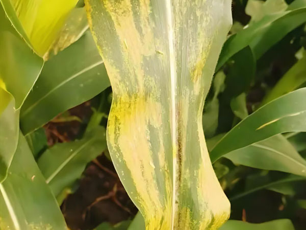 周口市淮陽區玉米南方銹病防治警報