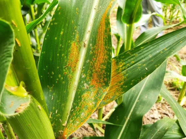 河南省玉米南方銹病防治警報