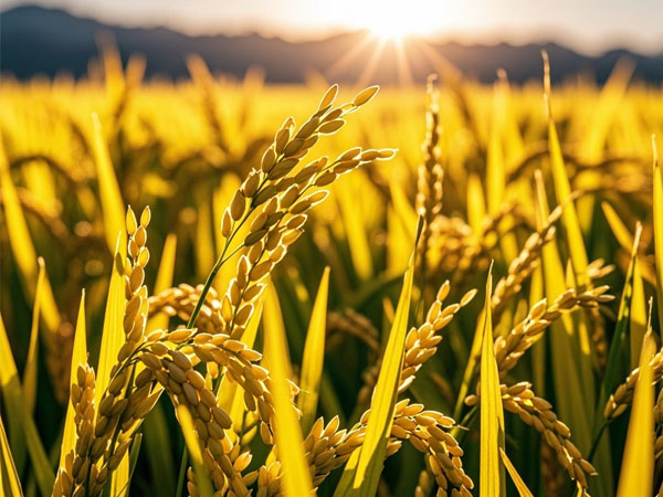 水稻應(yīng)對臺風(fēng)影響及災(zāi)后恢復(fù)生產(chǎn)技術(shù)意見