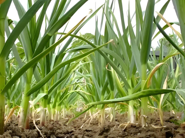 大蒜重茬減產的防治技術