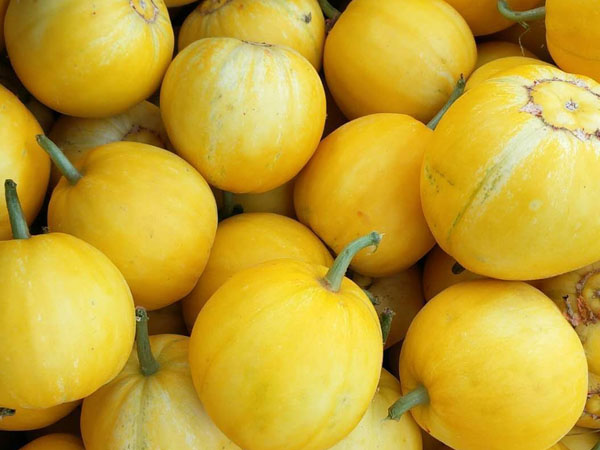 甜瓜落花落果的原因及預防