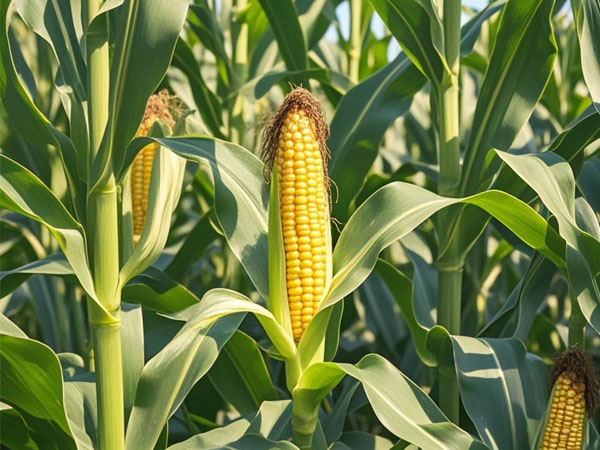 如何做好玉米螟防治