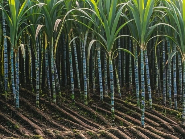 2024年甘蔗中后期生產技術指導意見