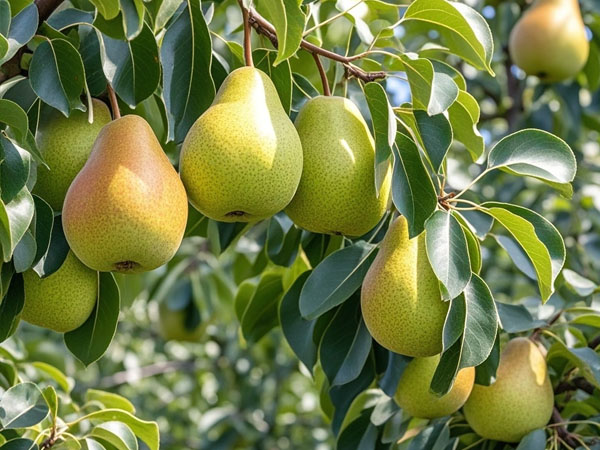 進入9月防好梨樹病蟲害