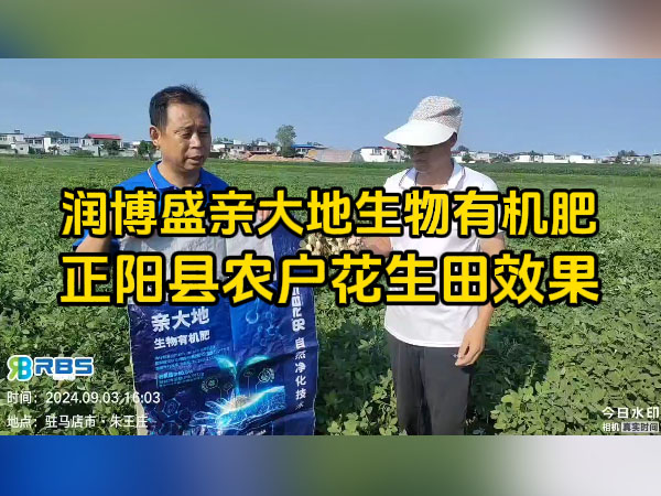 正陽縣農戶使用潤博盛親大地生物有機肥花生田效果