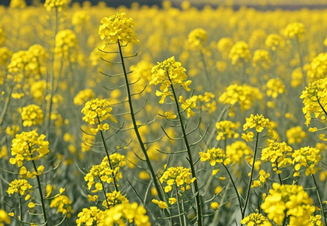 油菜秋播病蟲草害防治技術