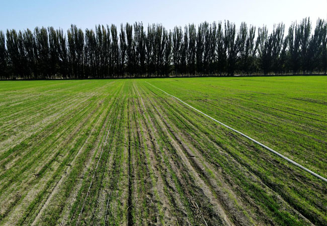 2024年全國小麥秋冬種技術意見